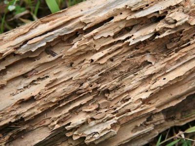 termites ambiances 1