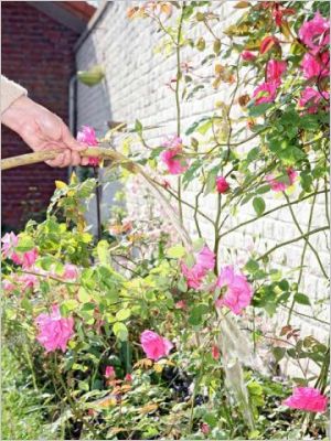 arroser le jardin