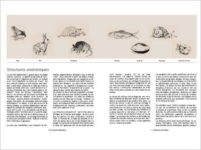 archi animale 3