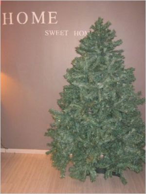 sapin C�line Roger