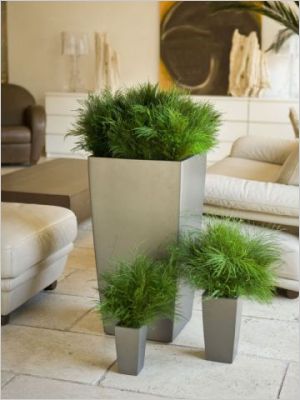Plantes stabilis�es - Meamea