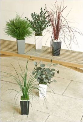Plantes stabilis�es - Meamea