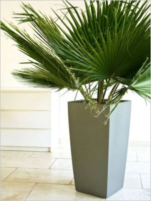 Plantes stabilis�es - Meamea