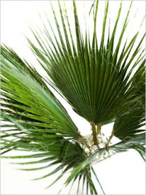 Plantes stabilis�es - Meamea