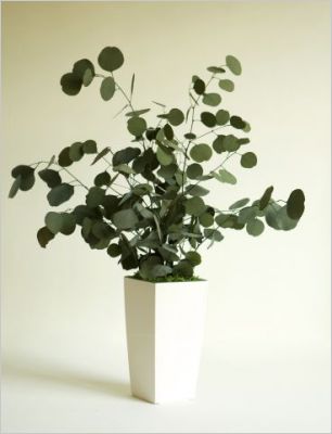 Plantes stabilis�es Meamea