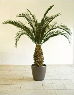 Plantes stabilis�es - Meamea