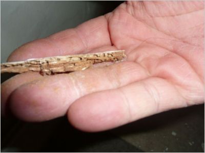 Diagnostic termites �tat parasitaire
