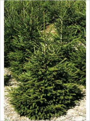 Bien choisir son sapin naturel