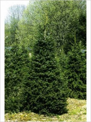 Bien choisir son sapin naturel