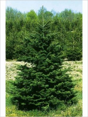 Bien choisir son sapin naturel