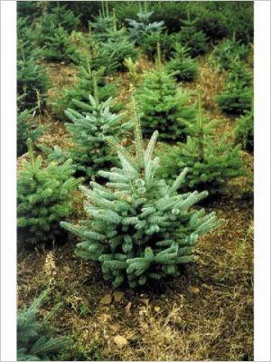 Bien choisir son sapin naturel