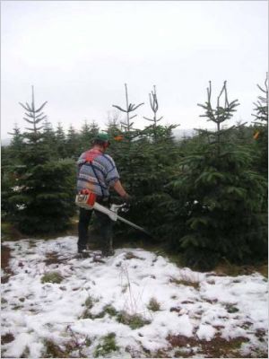 Bien choisir son sapin naturel