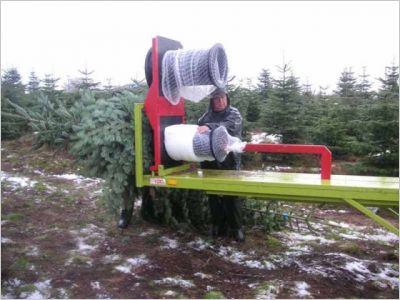 Bien choisir son sapin naturel
