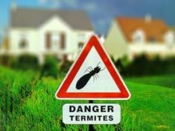danger termites
