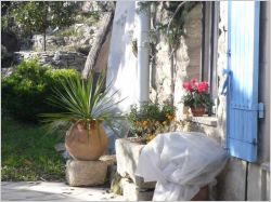 plante emmaillot�e pour le gel 1