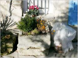 plante emmaillot�e pour le gel 2