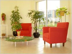 Un salon avec des plantes
