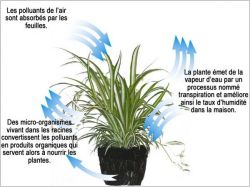 Processus de purification de l'air par les plantes