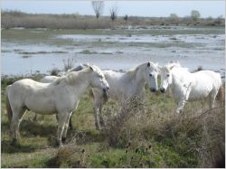 maraisvigueirat