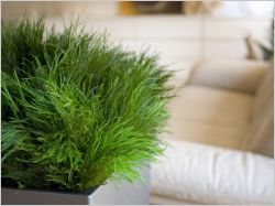 Meamea - plantes stabilis�es