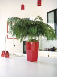 plantes stabilis�es - Meamea