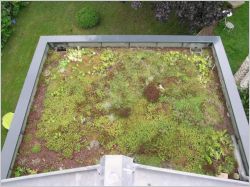 terrasse v�g�tale v�g�tation reportage