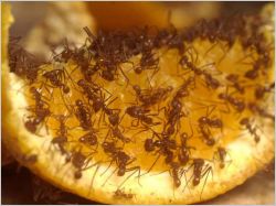 Fourmis