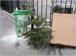 Sapins de No�l