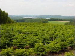 Bien choisir son sapin naturel