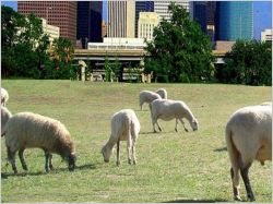 Eco-pastoralisme