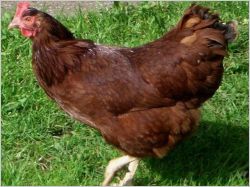 poule