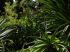 Jungle
