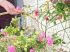 Il ne reste plus qu'� arroser le jardin...