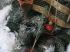 D�tail du sapin