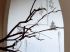 Branchage de No�l Athezza