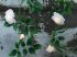 Guirlande lumineuse en roses