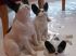 Chiens en pocelaine