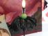 A plumes