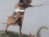 D�cor singe avant restauration