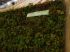 Mur v�g�tal