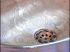 D�tail vasque