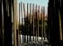 Troncs d'arbres calcin�s