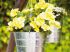 Pots suspendus