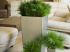 Plantes en pot