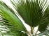 D�tail feuille