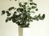Plante en pot