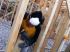 Mur banch�