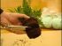 Pr�paration des plantes