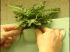 Pose de la plante