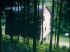 Telle une cabane...
